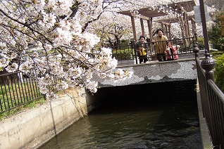 長野堰ポケットパークと桜